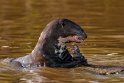 007 Noord Pantanal, reuzenotter